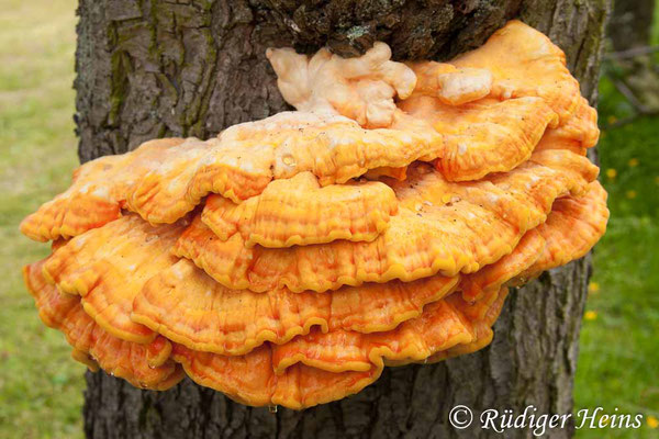 Laetiporus sulphureus (Gemeiner Schwefelporling), 20.6.2012