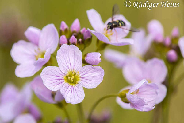 Cardamine pratensis (Wiesen-Schaumkraut), 4.5.2023