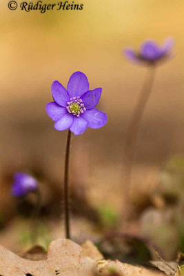 Hepatica nobilis (Leberblümchen)