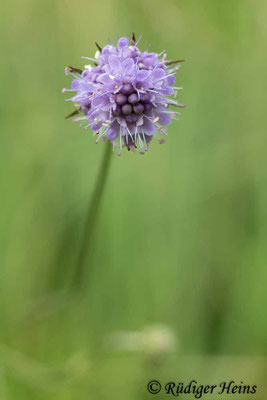 Succisa pratensis (Gewöhnlicher Teufelsabbiss), 19.8.2015