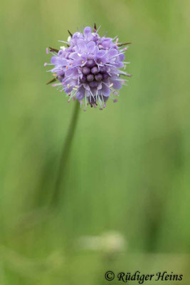 Succisa pratensis, Gewöhnlicher Teufelsabbiss