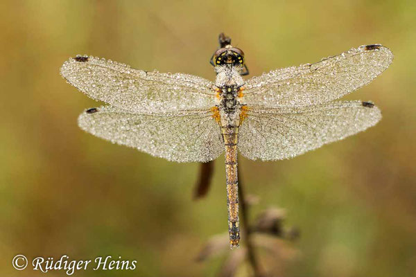 Sympetrum danae (Schwarze Heidelibelle) Weibchen, 8.9.2022