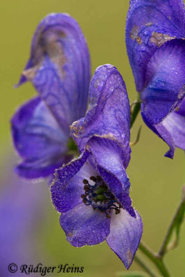 Aconitum napellus (Blauer Eisenhut)