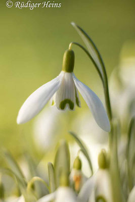 Galanthus nivalis (Schneeglöckchen)