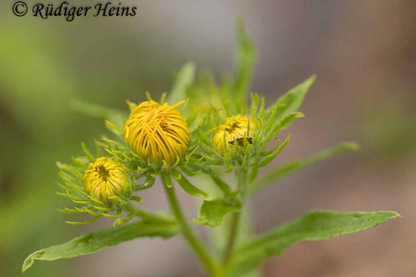 Inula britannica (Wiesen-Alant), 11.8.2023