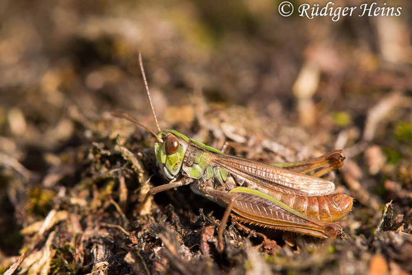 Stenobothrus stigmaticus (Kleiner Heidegrashüpfer) Männchen, 16.8.2019