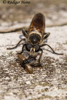 Choerades ignea (Zinnober-Mordfliege) Weibchen, 12.9.2020