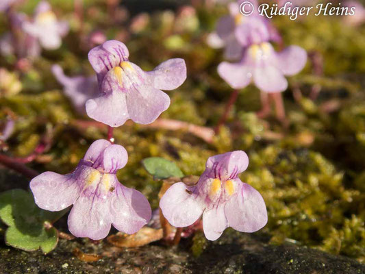 Cymbalaria muralis (Zimbelkraut), 1.5.2020