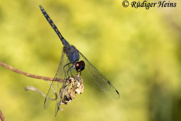 Trithemis festiva (Schwarzer Sonnenzeiger) Männchen