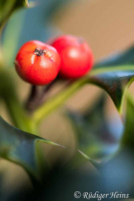 Ilex aquifolium (Europäische Stechpalme), 7.2.2024