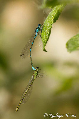 Coenagrion pulchellum (Fledermaus-Azurjungfer) Tandem, 29.5.2019