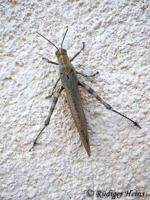 Anacridium aegyptium (Ägyptische Wanderheuschrecke) Weibchen, 30.6.2010