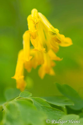 Pseudofumaria lutea, Gelber Lerchensporn