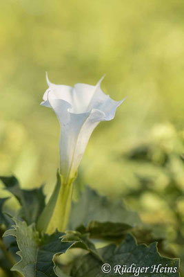 Datura stramonium (Weißer Stechapfel), 6.8.2022