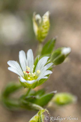 Cerastium semidecandrum (Sand-Hornkraut)
