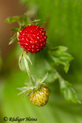 Fragaria vesca (Wald-Erdbeere)