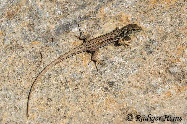 Podarcis erhardii (Kykladen-Mauereidechse), 16.5.2024