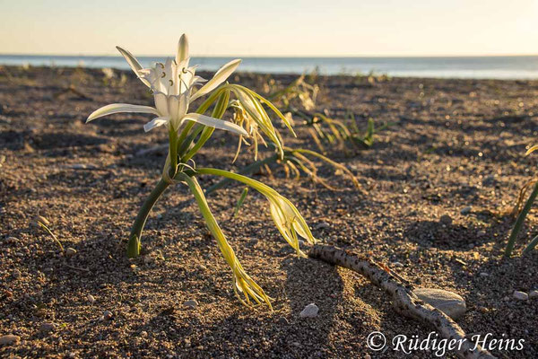 Dünen-Trichternarzisse (Pancratium maritimum), 11.10.2025 - Zoom 18-150mm f/3.5-6.3