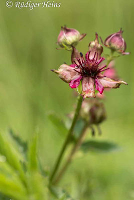 Potentilla palustris (Sumpf-Blutauge), 12.6.2020