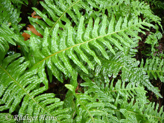 Polypodium vulgare (Gewöhnlicher Tüpfelfarn), 6.12.2009