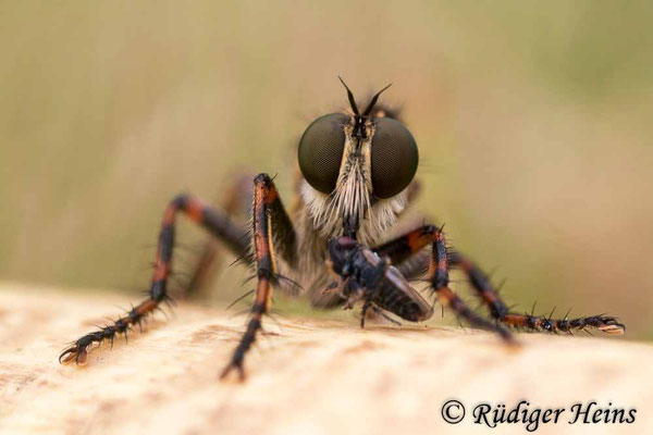 Tolmerus cingulatus (Burschen-Raubfliege) Weibchen