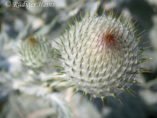 Onopordum acanthium (Gewöhnliche Eselsdistel) Knospe, 17.7.2019