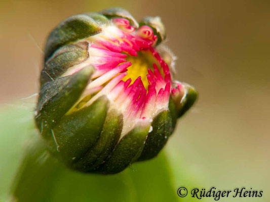 Bellis perennis (Gänseblümchen)