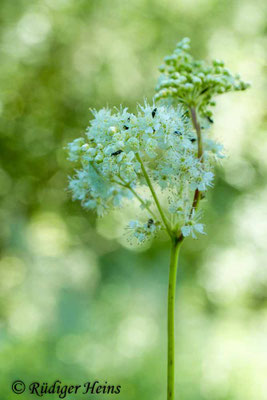 Filipendula ulmaria (Echtes Mädesüß)