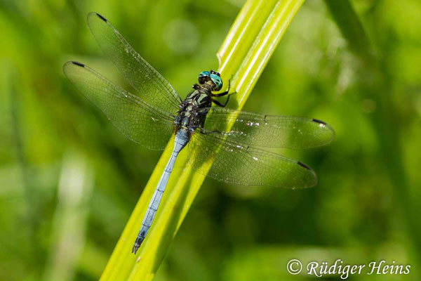 Orthetrum julia falsum (Julia Blaupfeil) Männchen, 29.1.2019