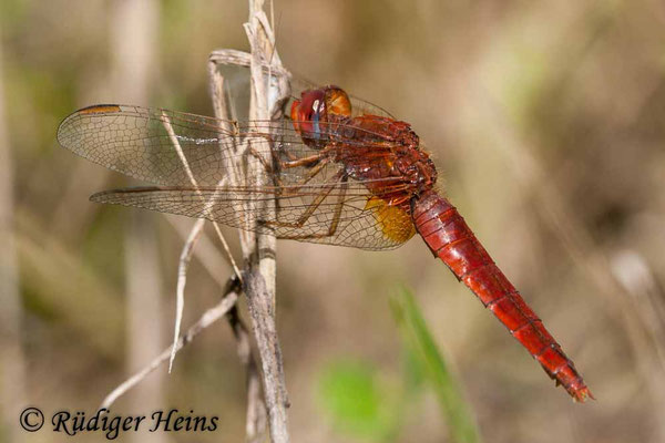 Crocothemis erythraea, Feuerlibelle, Weibchen