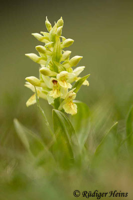 Dactylorhiza sambucina (Holunder-Fingerwurz), 1.5.2015