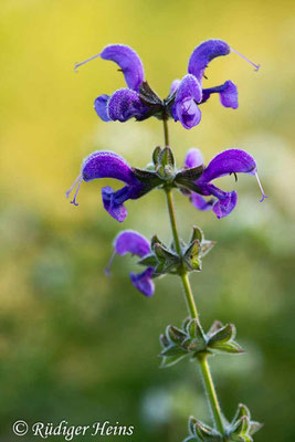 Salvia pratensis (Wiesensalbei), 26.7.2019