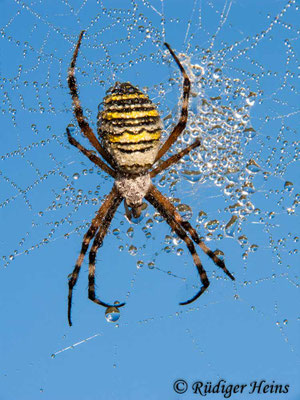 Argiope bruennichi (Zebraspinne, Wespenspinne)