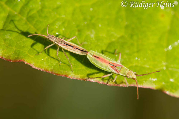 Myrmus miriformis Paarung, 4.7.2019