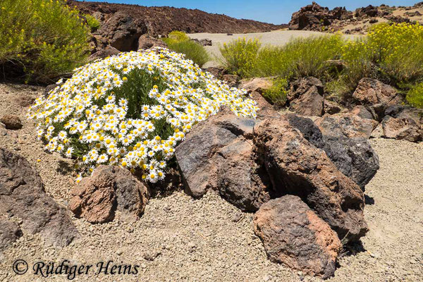 Canadas-Kanarenmargerite (Argyranthemum tenerifae), 17.5.2023 - Panasonic DMC-FZ 1000