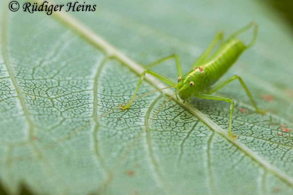 Meconema meridionale (Südliche Eichenschrecke) Männchen, 15.8.2024