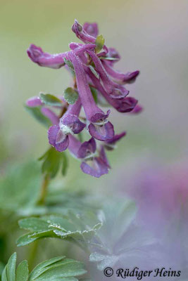 Corydalis solida, Gefingerter Lerchensporn