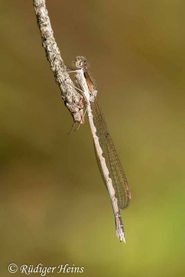 Gemeine Winterlibelle (Sympecma fusca) Weibchen, 15.10.2022 - Makroobjektiv 180mm f/3.5