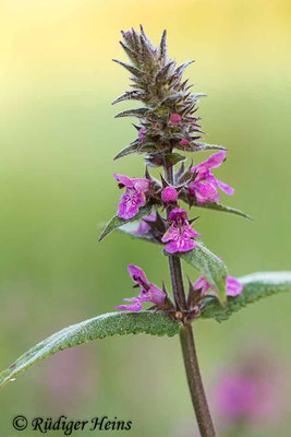 Stachys palustris (Sumpf-Ziest), 28.7.2019