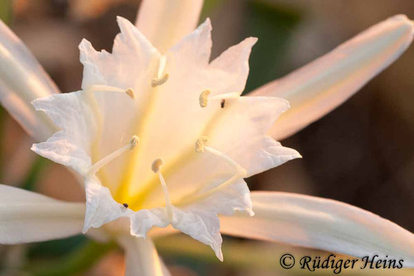 Pancratium maritimum (Dünen-Trichternarzisse oder Strandlilie)