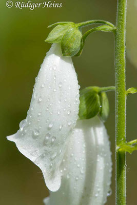 Digitalis purpurea (Roter Fingerhut), 16.6.2024