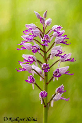 Orchis militaris (Helm-Knabenkraut), 19.5.2012