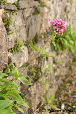 Centranthus angustifolius, Schmalblättrige Spornblume