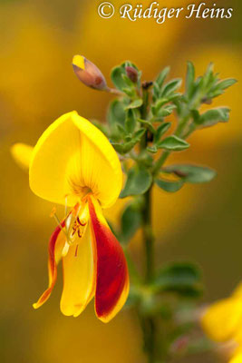 Cytisus scoparius (Besenginster)