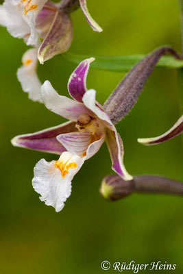 Epipactis palustris (Sumpf-Stendelwurz), 1.8.2006