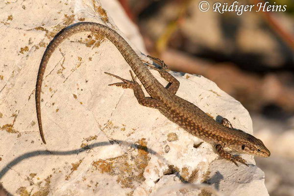 Podarcis muralis (Mauereidechse), 15.10.2010