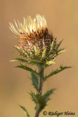 Carlina vulgaris (Golddistel)