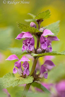 Lamium maculatum (Gefleckte Taubnessel), 17.4.2021