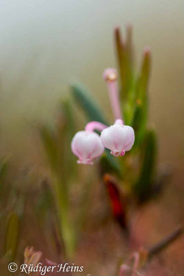 Andromeda polifolia, Rosmarinheide