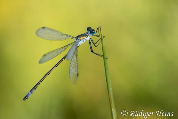 Lestes dryas (Glänzende Binsenjungfer) Männchen, 29.7.2024